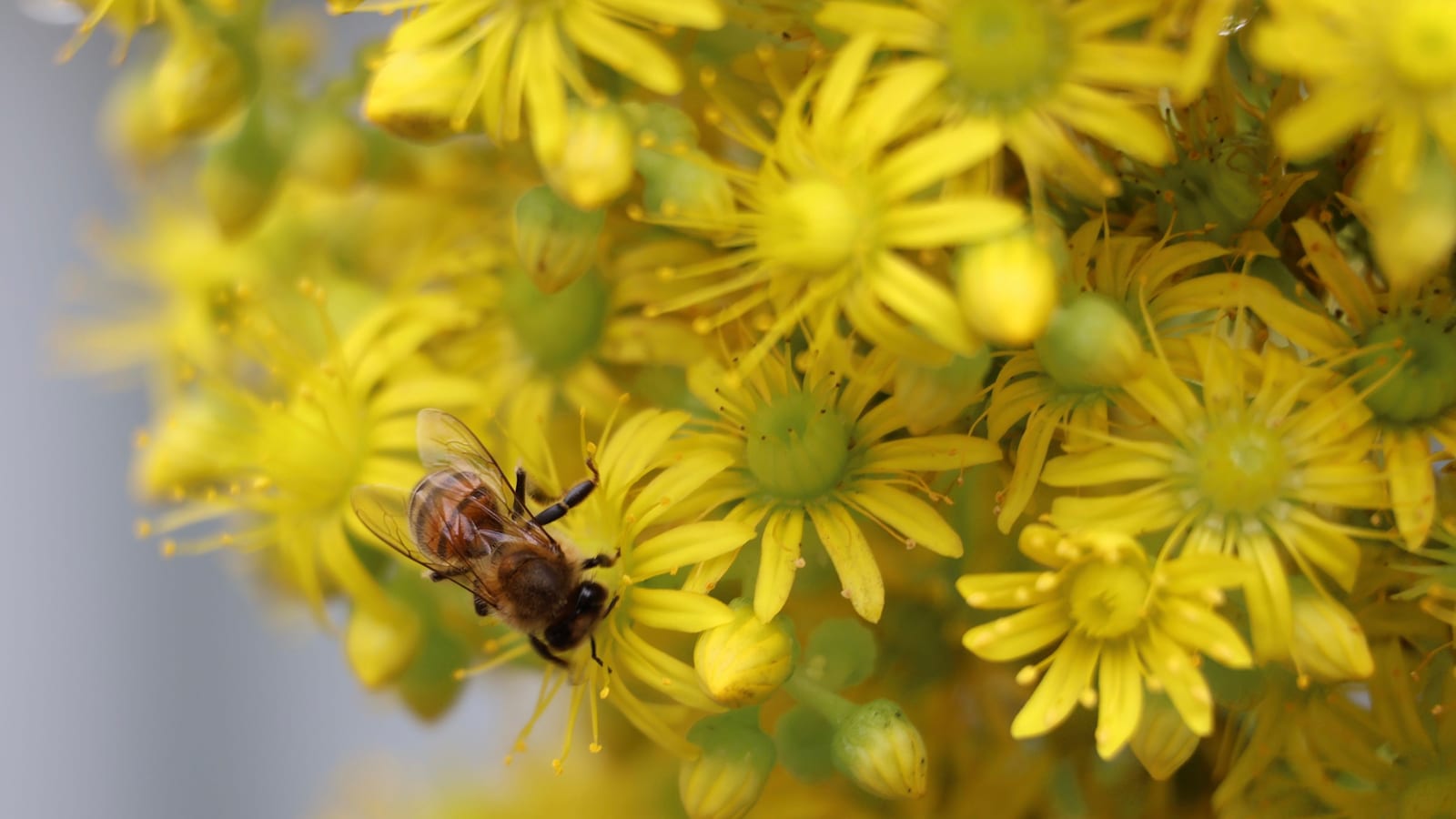 A honeybee working over a cluster of small yellow flowers