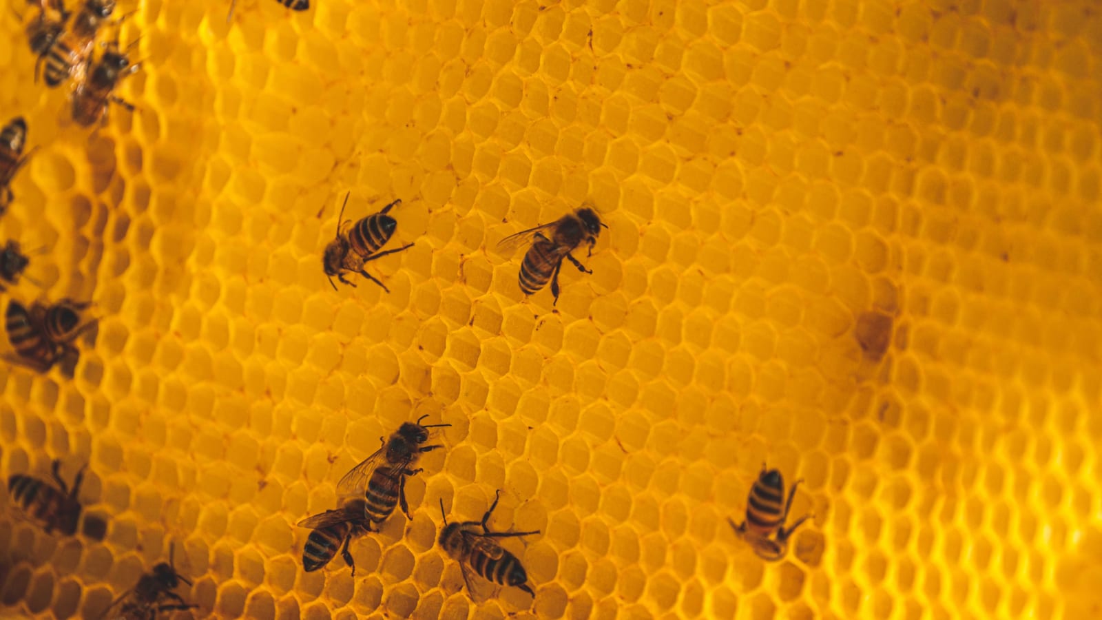 Honeybees moving across a frame of golden honeycomb